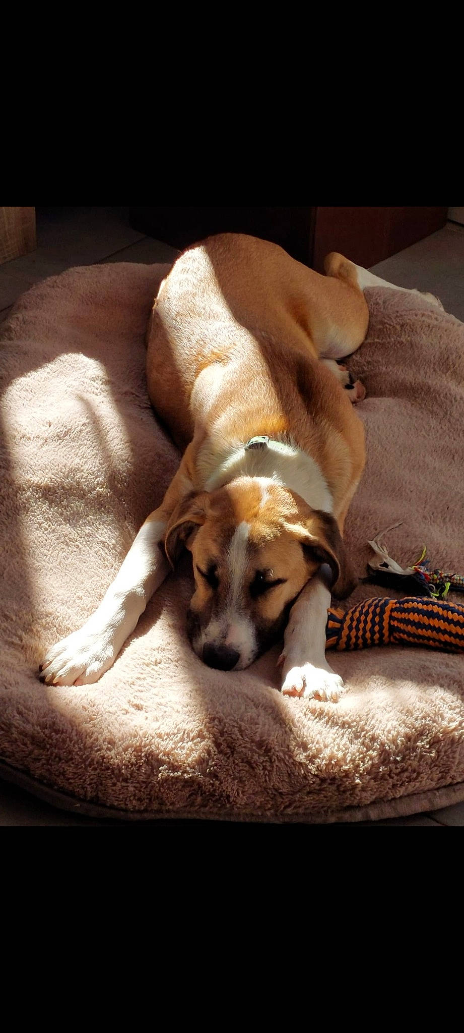 Sisko a rejoint le concours — aidez-le/la à gagner de superbes lots ! canidae, carnivore, comfort, companion_dog, dog, dog_breed, fawn, hardwood, human_leg, linens, nap, non_sporting_group, paw, puppy, puppy_love, sleep, toy_dog, window, wood, working_animal