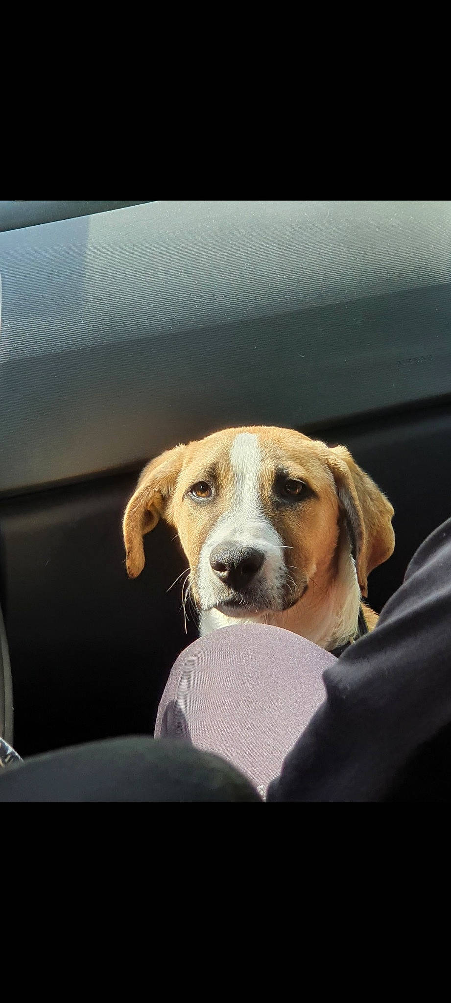 Sisko participe au concours pour gagner de l'argent avec cette photo : car_seat, carnivore, collar, comfort, companion_dog, dog, dog_breed, fur, hound, mammal, motor_vehicle, puppy, scent_hound, service, sitting, snout, vehicle, vehicle_door, whiskers, windshield