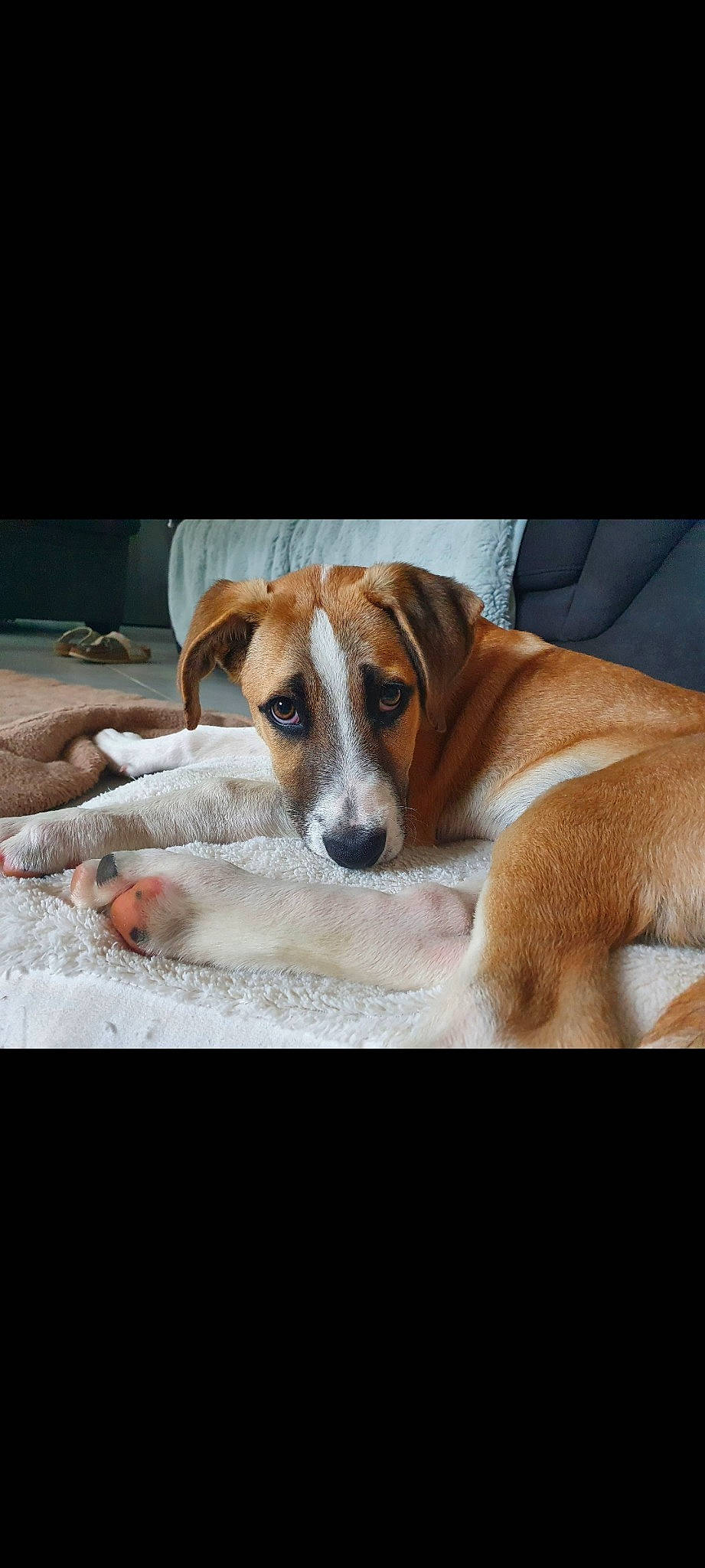 Sisko a rejoint le concours — aidez-le/la à gagner de superbes lots ! carnivore, collar, comfort, companion_dog, dog, dog_breed, fawn, linens, paw, snout, whiskers