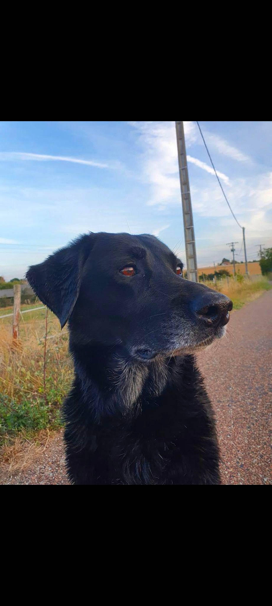 Massaï a rejoint le concours — aidez-le/la à gagner de superbes lots ! borador, canidae, carnivore, cloud, companion_dog, dog, dog_breed, dog_collar, fur, grass, hat, plant, sky, snout, sporting_group, terrestrial_animal, tints_and_shades, tree, working_animal, working_dog