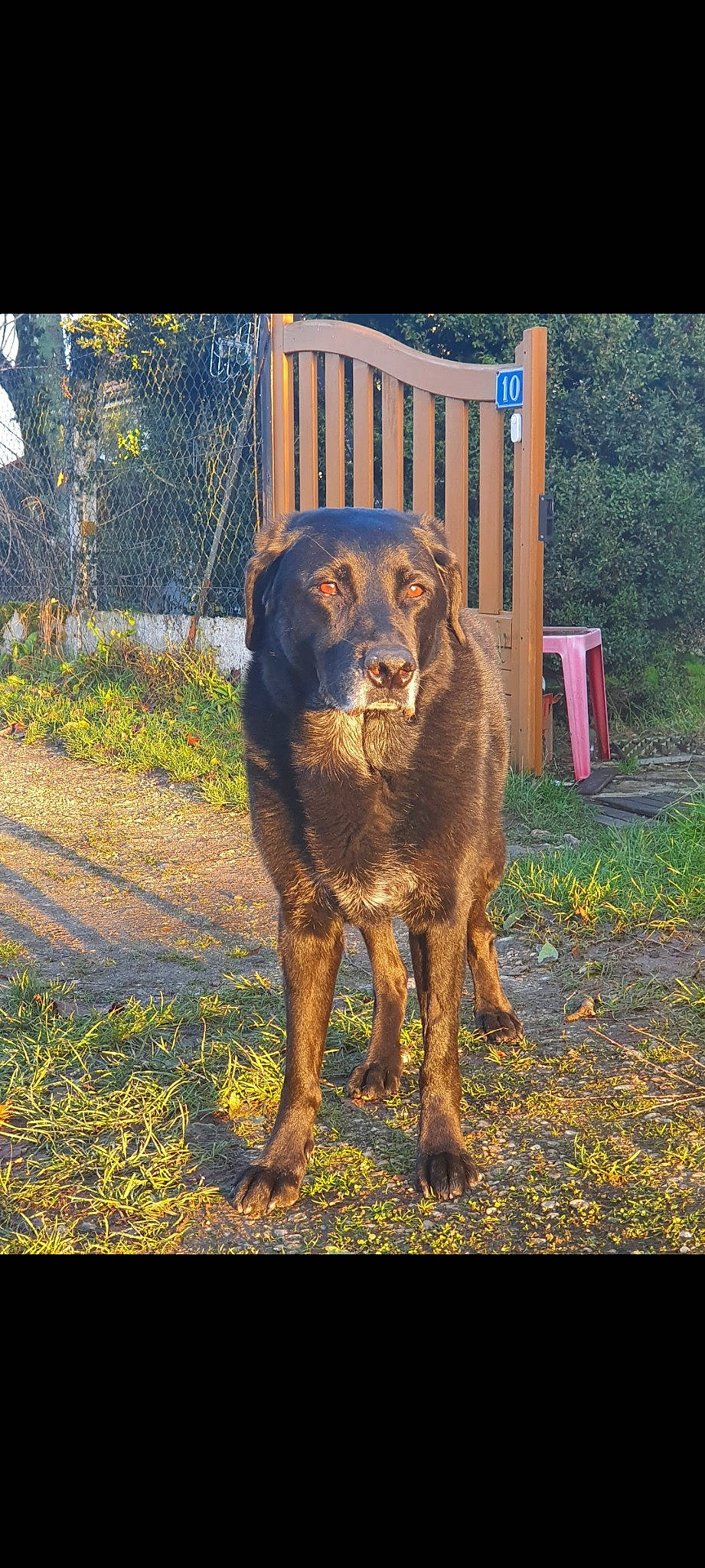 Massaï participe au concours pour gagner de l'argent avec cette photo : canidae, carnivore, companion_dog, dog, dog_breed, fawn, grass, gun_dog, hunting_dog, plant, sporting_group, tail, terrestrial_animal, tints_and_shades, tree, working_animal, working_dog