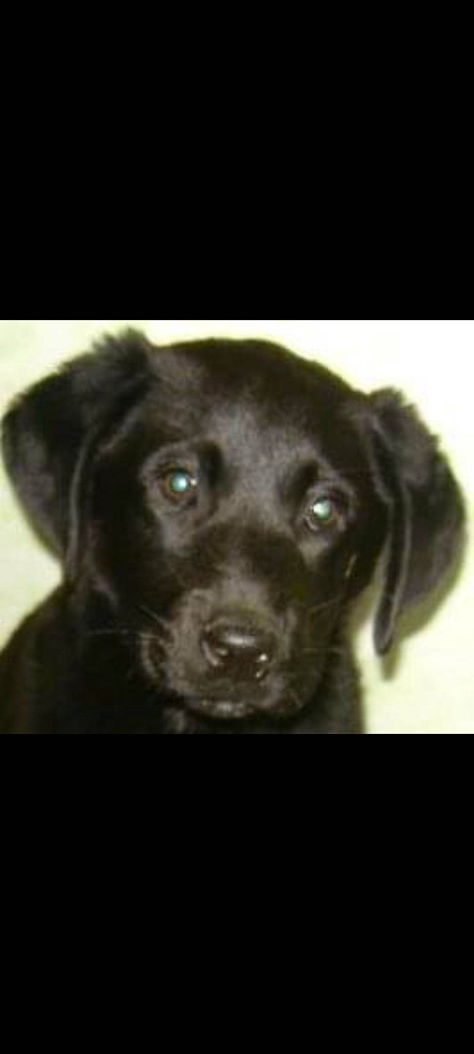 Massaï participe au concours pour gagner de l'argent avec cette photo : borador, canidae, carnivore, companion_dog, darkness, dog, dog_breed, ear, eye, font, fur, gun_dog, iris, liver, snout, sporting_group, terrestrial_animal, whiskers, working_animal