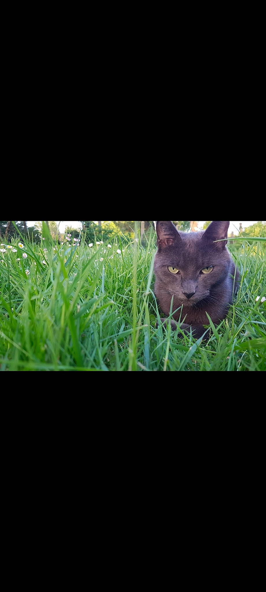 Diego participe au concours pour gagner de l'argent avec cette photo : carnivore, cat, domestic_short_haired_cat, felidae, fur, grass, grassland, groundcover, herb, natural_landscape, photo_caption, plant, rectangle, small_to_medium_sized_cats, soil, tail, terrestrial_animal, terrestrial_plant, whiskers, wildlife