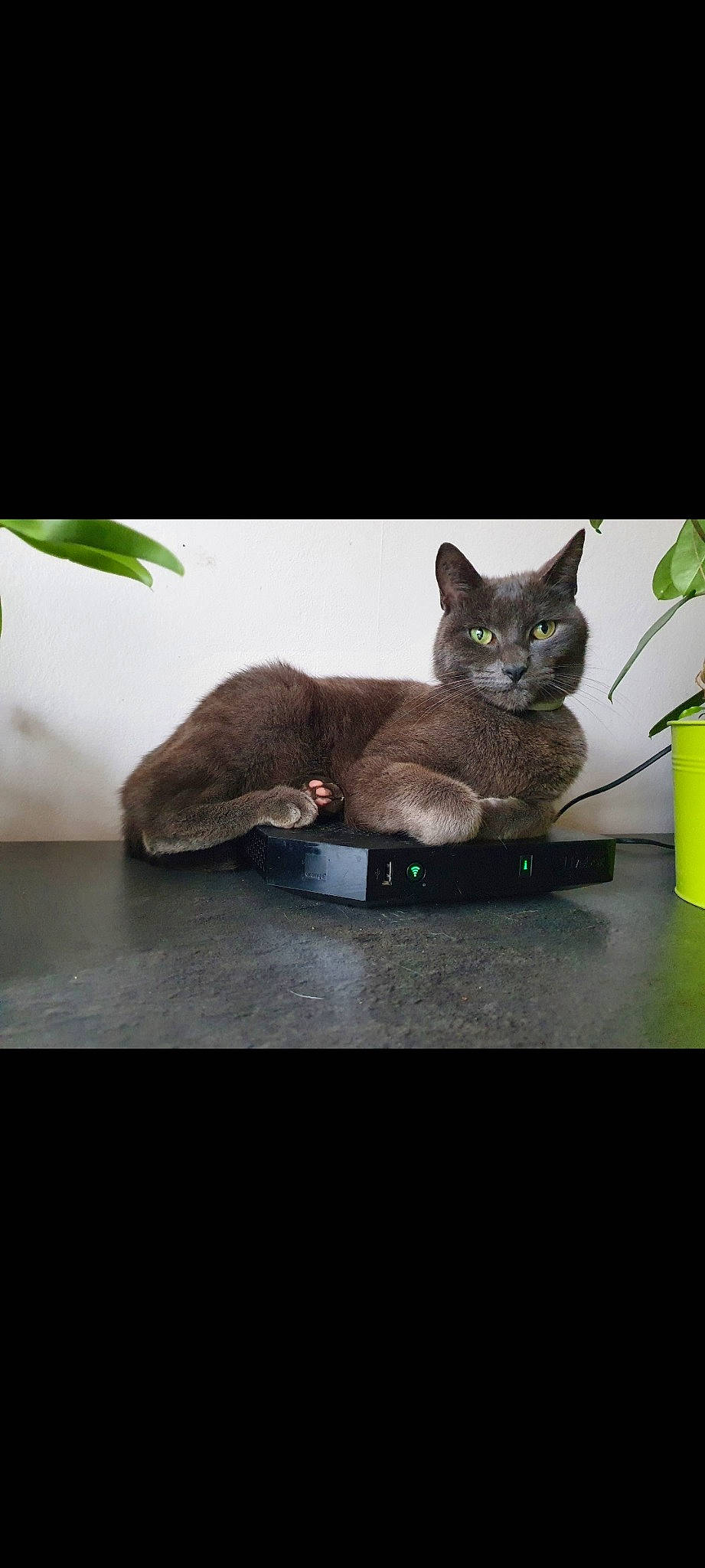 Diego participe au concours pour gagner de l'argent avec cette photo : carnivore, cat, cat_supply, domestic_short_haired_cat, fawn, felidae, fur, grey, photo_caption, plant, russian_blue, small_to_medium_sized_cats, tail, terrestrial_animal, whiskers, wildlife