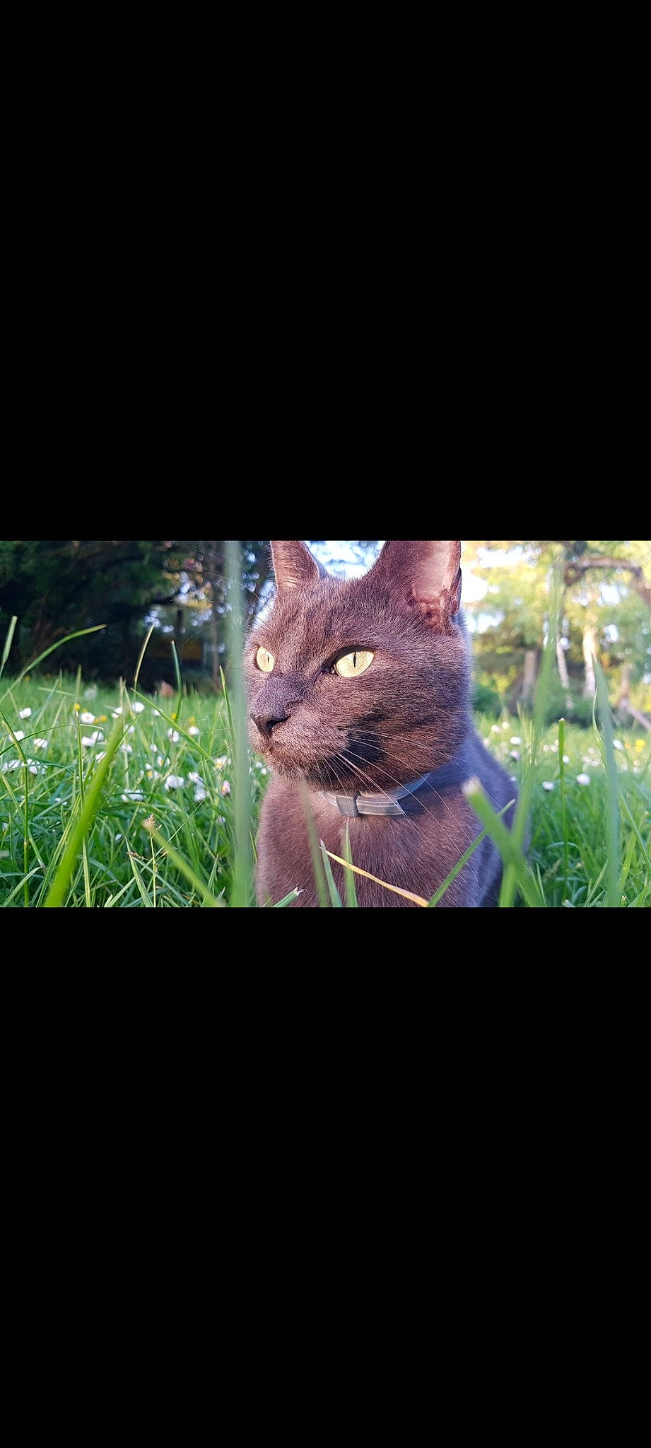 Diego a rejoint le concours — aidez-le/la à gagner de superbes lots ! carnivore, cat, darkness, domestic_short_haired_cat, fawn, felidae, flowering_plant, fur, grass, groundcover, herb, photo_caption, plant, sitting, small_to_medium_sized_cats, tail, terrestrial_animal, terrestrial_plant, whiskers, wildlife