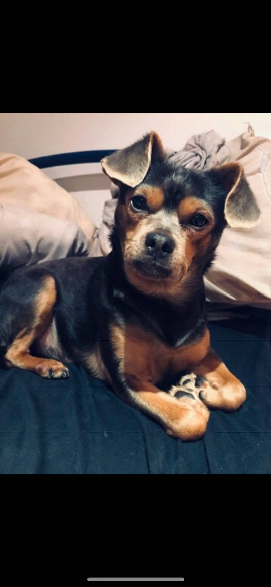 Ponpon participe au concours pour gagner de l'argent avec cette photo : canidae, carnivore, comfort, companion_dog, dog, dog_breed, ear, fur, guard_dog, paw, prazsky_krysarik, small_terrier, snout, toy_dog, whiskers, working_animal, working_dog