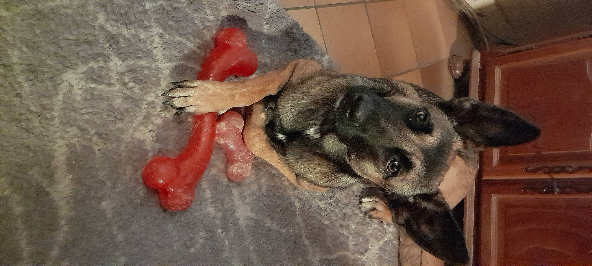 Tiana participe au concours pour gagner de l'argent avec cette photo : beak, canidae, carnivore, claw, comb, companion_dog, dog, dog_breed, dog_supply, ear, fawn, flooring, foot, fur, paw, pet_supply, snout, sporting_group, tail, working_animal