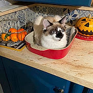 Léon a rejoint le concours — aidez-le/la à gagner de superbes lots ! cat, blue_eyes, baking_dish, kitchen_counter, pumpkin, jack_o_lantern, basket, oranges, tile_backplash, blue_cabinet, indoor, pet, animal, feline, decor, fall, cozy, fur, orange, white
