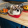 cat, blue_eyes, baking_dish, kitchen_counter, pumpkin, jack_o_lantern, basket, oranges, tile_backplash, blue_cabinet, indoor, pet, animal, feline, decor, fall, cozy, fur, orange, white