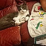 cat, gray_cat, white_cat, couch, red_couch, leather_couch, blanket, person, arm, remote_control, table, cozy, indoor, relaxed, pet, animal, feline, home, living_room, casual