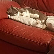 Snow a rejoint le concours — aidez-le/la à gagner de superbes lots ! cat, sleeping, cushion, red_couch, leather, indoor, pet, relaxing, fur, whiskers, paws, cozy, home, resting, quiet, gray_cat, white_cat, feline, animal, comfortable