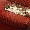 cat, sleeping, cushion, red_couch, leather, indoor, pet, relaxing, fur, whiskers, paws, cozy, home, resting, quiet, gray_cat, white_cat, feline, animal, comfortable