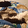 Snow a rejoint le concours — aidez-le/la à gagner de superbes lots ! cat, bed, quilt, sleeping, resting, indoor, animal, pet, feline, fur, cozy, relaxing, comfort, two_cats, domestic_animal, patterned_bedspread, colorful, white, black, brown