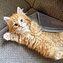 Auggie is registered to the contest to win money with this photo: animal, cat, couch, cozy, cute, feline, fluffy, fur, home, indoor, kitten, looking_up, orange_cat, paw, pet, playful, relaxed, towel, whiskers, young_cat