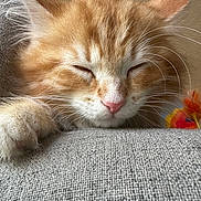 Auggie is registered to the contest to win money with this photo: animal, cat, close_up, cozy, cute, domestic_animal, feline, fur, indoor, kitten, nap, orange_cat, paw, pet, resting, sleeping, soft, texture, whiskers, white_fur