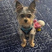 Teddy is registered to the contest to win money with this photo: dog, small_dog, puppy, pet, blue_harness, carpet, indoor, toy, plush_toy, ears, fur, animal, cute, pet_accessory, looking_up, floor, domestic_animal, companion, playful, young_dog