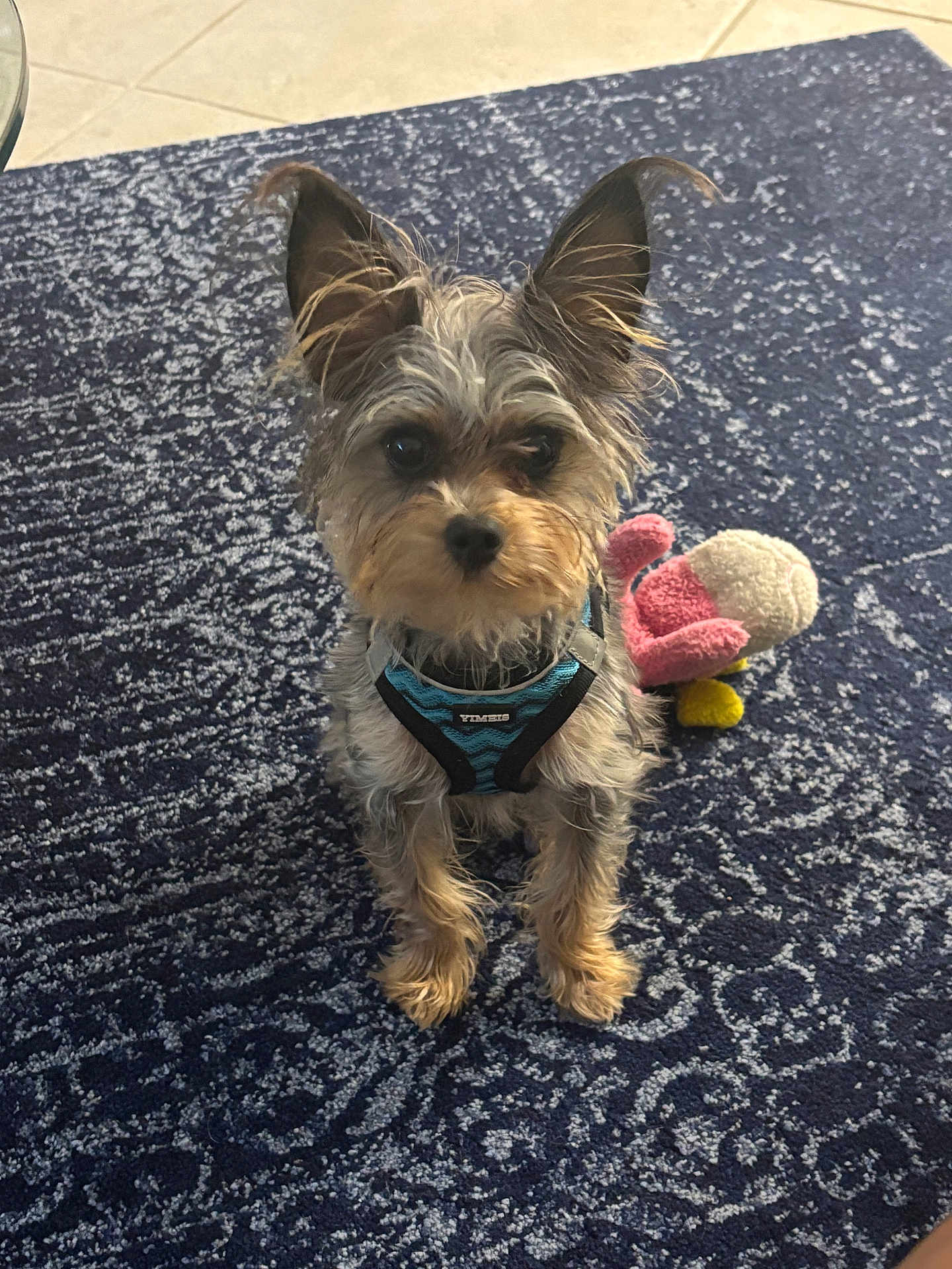 Teddy