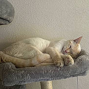 Soul joined the competition — help win amazing prizes! animal, cat, cat_tree, cozy, cream_color, cute, feline, fur, home, indoor, paw, pet, quiet, relaxation, resting, sleeping, soft, texture, wall, whiskers
