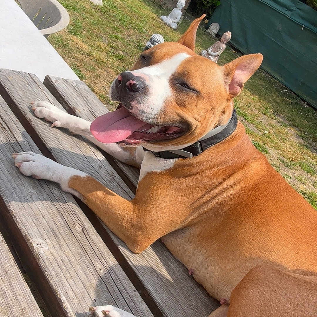 Athena Valcke participe au concours pour gagner de l'argent avec cette photo : animal, bench, brown, canine, collar, daytime, dog, garden, grass, greenery, happy, outdoor, pet, relaxed, resting, statues, sunlight, tongue_out, white, wood