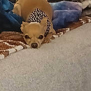 Peanut is registered to the contest to win money with this photo: dog, chihuahua, lying_down, bandana, carpet, blanket, indoor, pet, animal, resting, small_dog, brown_dog, furniture, cozy, blurred_background, cute, domestic, relaxing, companion, home