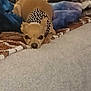 dog, chihuahua, lying_down, bandana, carpet, blanket, indoor, pet, animal, resting, small_dog, brown_dog, furniture, cozy, blurred_background, cute, domestic, relaxing, companion, home