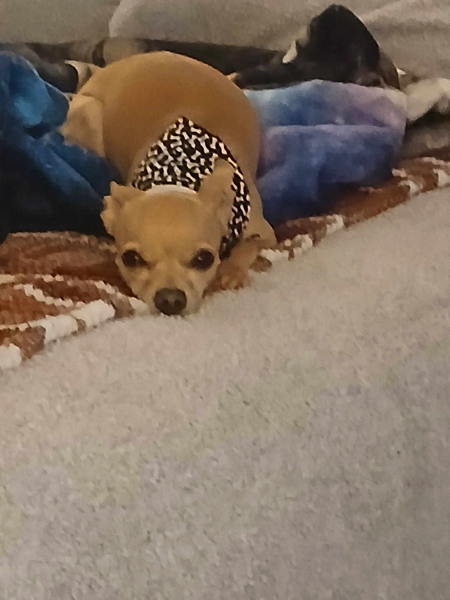 Peanut