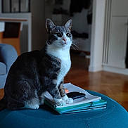 Grisyno is registered to the contest to win money with this photo: animal, cat, cozy, curious, feline, furniture, gazing, home, indoor, living_room, notebooks, ottoman, pet, phone, sitting, soft_light, stack, tabby_cat, white_paws, wood_floor
