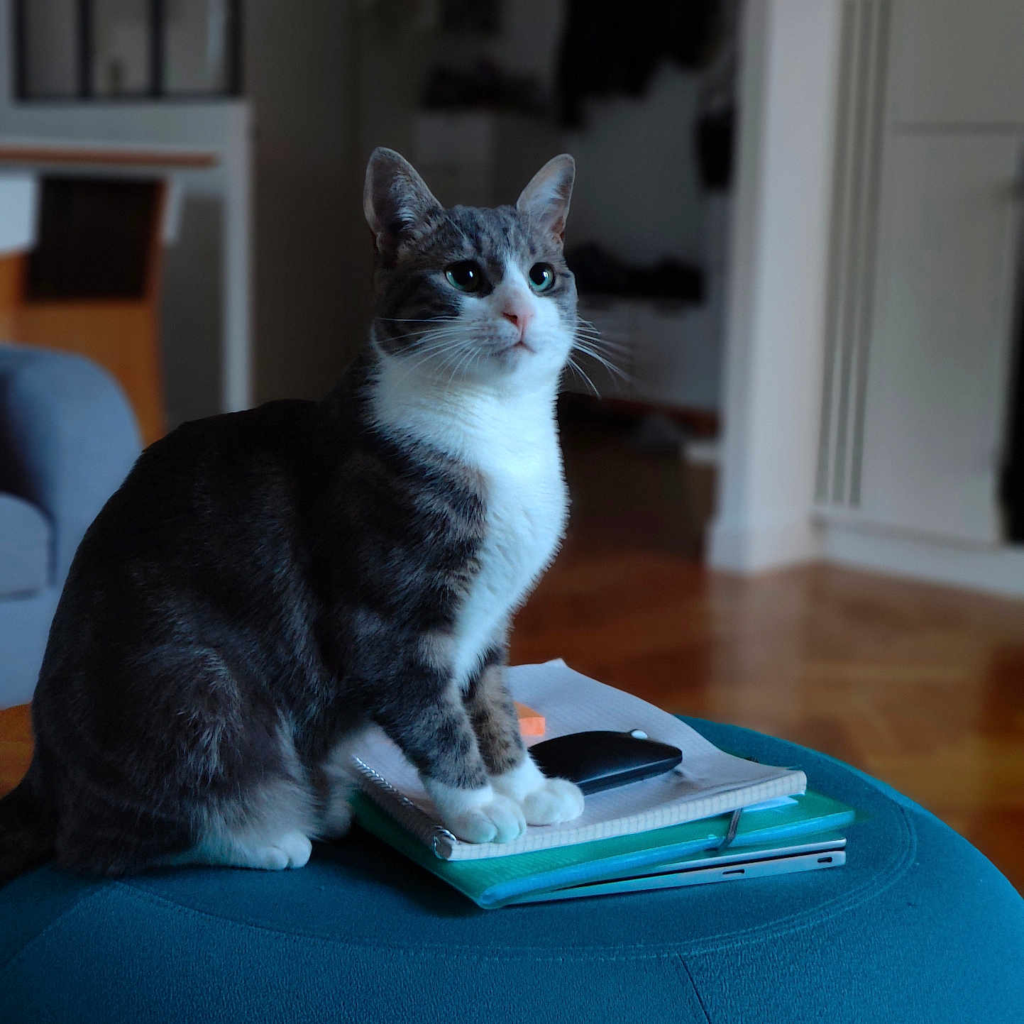 Grisyno is registered to the contest to win money with this photo: animal, cat, cozy, curious, feline, furniture, gazing, home, indoor, living_room, notebooks, ottoman, pet, phone, sitting, soft_light, stack, tabby_cat, white_paws, wood_floor