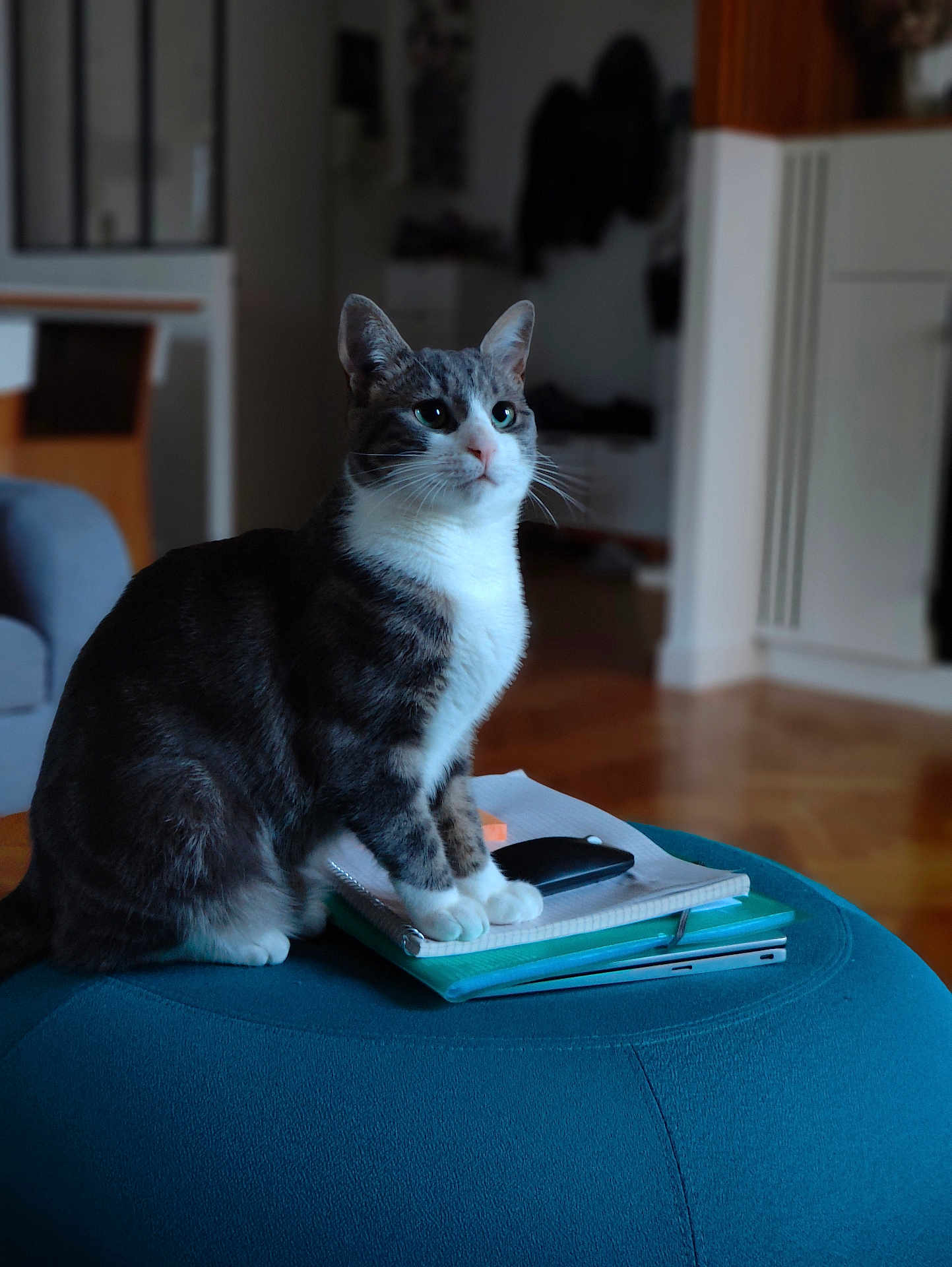 Grisyno is registered to the contest to win money with this photo: animal, cat, cozy, curious, feline, furniture, gazing, home, indoor, living_room, notebooks, ottoman, pet, phone, sitting, soft_light, stack, tabby_cat, white_paws, wood_floor