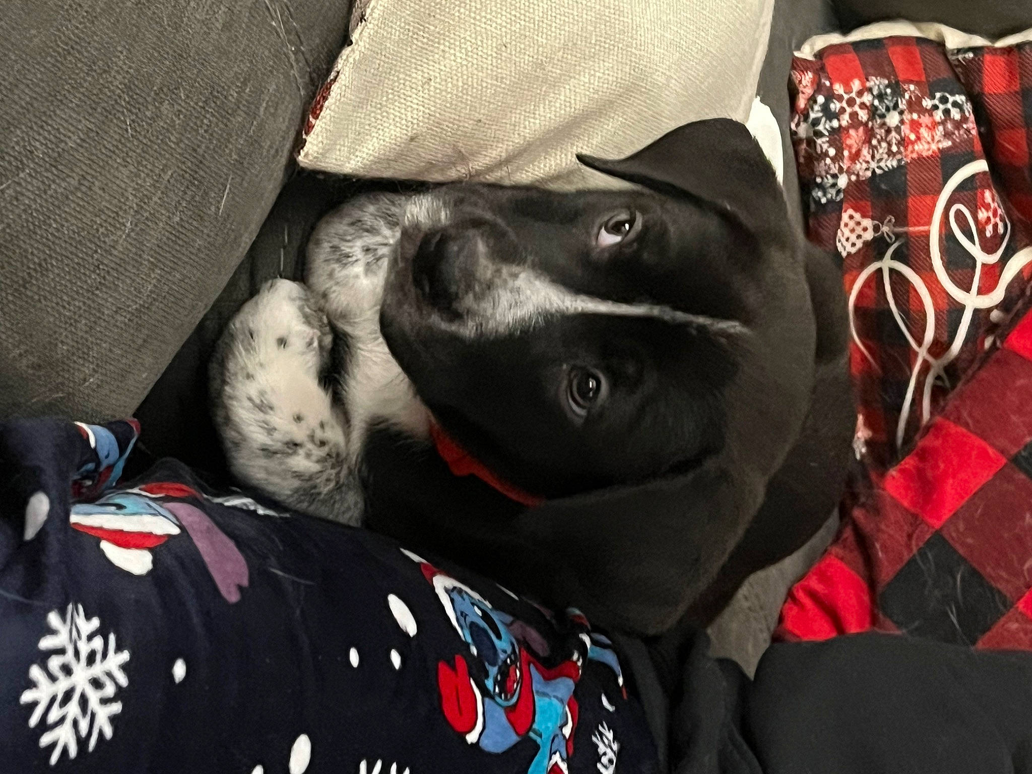 Anakin joined the competition — help win amazing prizes! canidae, carmine, carnivore, collar, comfort, companion_dog, dog, dog_breed, dog_collar, dog_supply, fur, guard_dog, non_sporting_group, pattern, plaid, snout, sporting_group, tartan, whiskers, working_animal