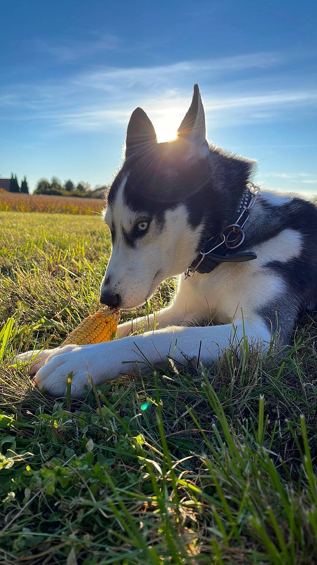 Louna a rejoint le concours — aidez-le/la à gagner de superbes lots ! canidae, carnivore, cloud, companion_dog, dog, dog_breed, grass, grassland, herding_dog, landscape, natural_landscape, people_in_nature, plant, sky, snout, sporting_group, terrestrial_animal, tree, working_animal, working_dog