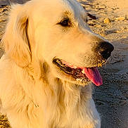 Vaiko participe au concours pour gagner de l'argent avec cette photo : dog, golden_retriever, sand, beach, sunlight, tongue_out, outdoor, animal, canine, nature, blue_sky, lifeguard_tower, dunes, sunset_light, pet, happy, closeup, portrait, relaxing, summer