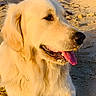 dog, golden_retriever, sand, beach, sunlight, tongue_out, outdoor, animal, canine, nature, blue_sky, lifeguard_tower, dunes, sunset_light, pet, happy, closeup, portrait, relaxing, summer