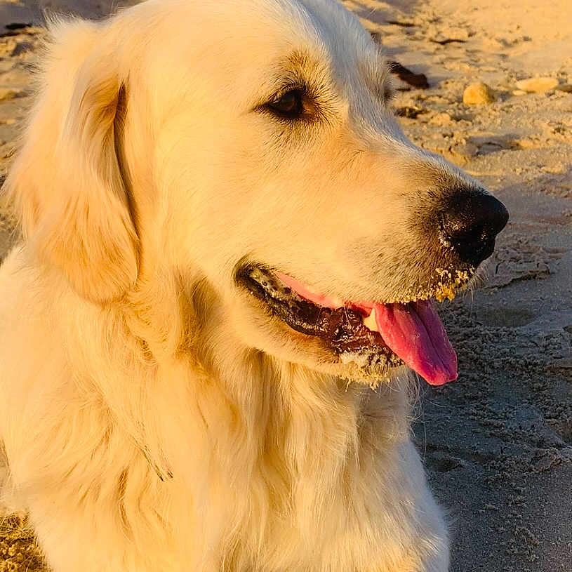 Vaiko participe au concours pour gagner de l'argent avec cette photo : dog, golden_retriever, sand, beach, sunlight, tongue_out, outdoor, animal, canine, nature, blue_sky, lifeguard_tower, dunes, sunset_light, pet, happy, closeup, portrait, relaxing, summer
