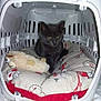 Mayki a rejoint le concours — aidez-le/la à gagner de superbes lots ! animal, basket, bed, blackcat, car, cartrunk, cat, crib, cushion, den, device, furniture, homedecor, indoors, infantbed, kitten, laundry, pet, transportation, vehicle