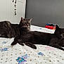 Mayki participe au concours pour gagner de l'argent avec cette photo : animal, bed, bedroom, blanket, cat, computerhardware, couch, cushion, electronics, furniture, hardware, homedecor, indoors, interiordesign, kitten, manx, mouse, pet, quilt, room