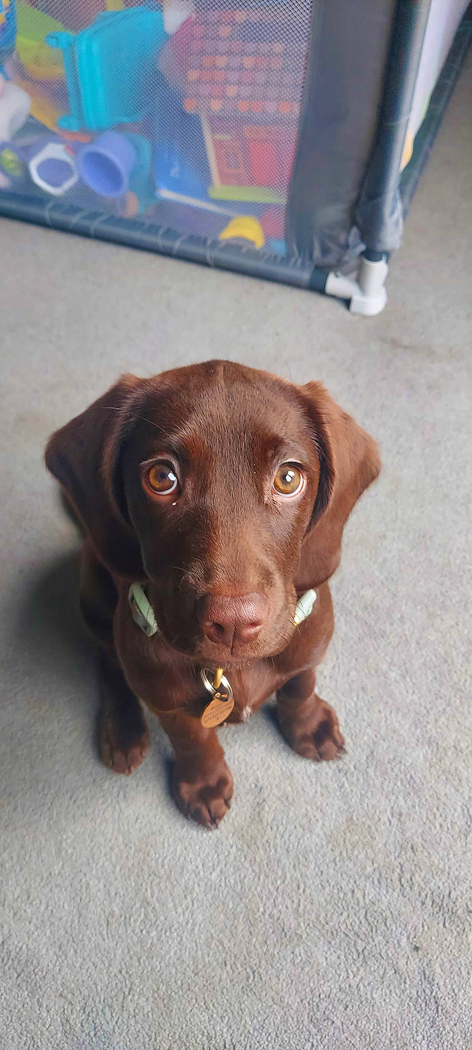 Margaret joined the competition — help win amazing prizes! brown, carnivore, companion_dog, dog, dog_breed, fawn, flooring, fur, hunting_dog, liver, pet_supply, snout, sporting_group, whiskers, working_animal