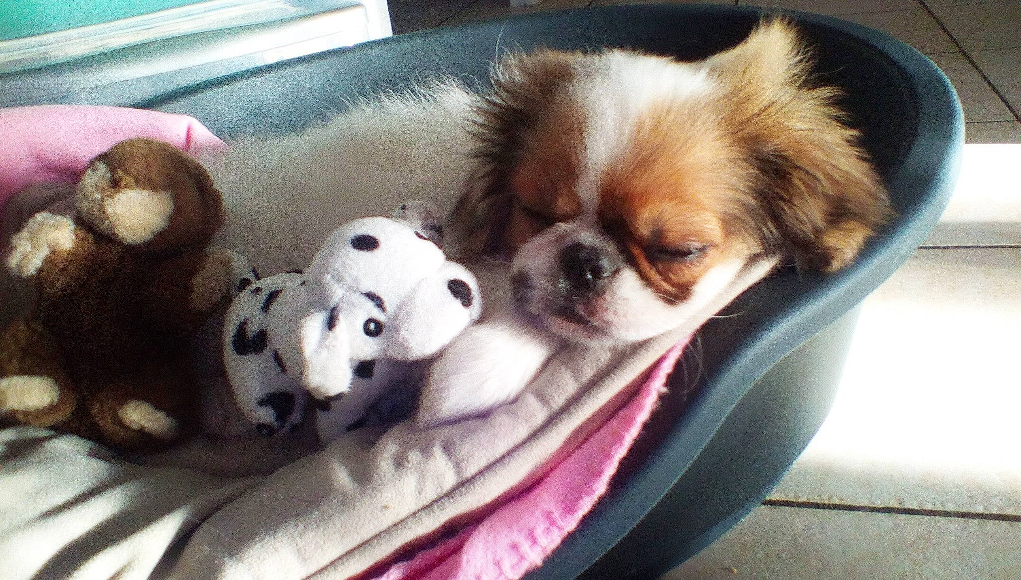 Punky a rejoint le concours — aidez-le/la à gagner de superbes lots ! baby_toys, canidae, carnivore, companion_dog, dog, dog_breed, dog_supply, fawn, liver, mammal, pet_supply, plush, puppy, snout, sporting_group, stuffed_toy, toy, toy_dog, vertebrate, working_animal