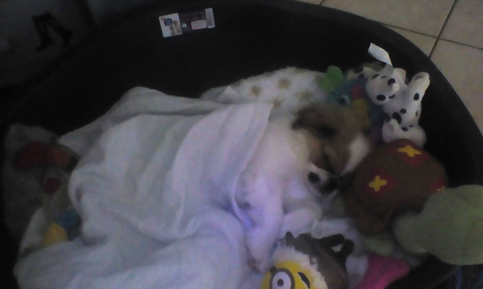 Punky a rejoint le concours — aidez-le/la à gagner de superbes lots ! baby_products, baby_toys, blanket, collection, linens, plush, stuffed_toy, textile, toy, yellow