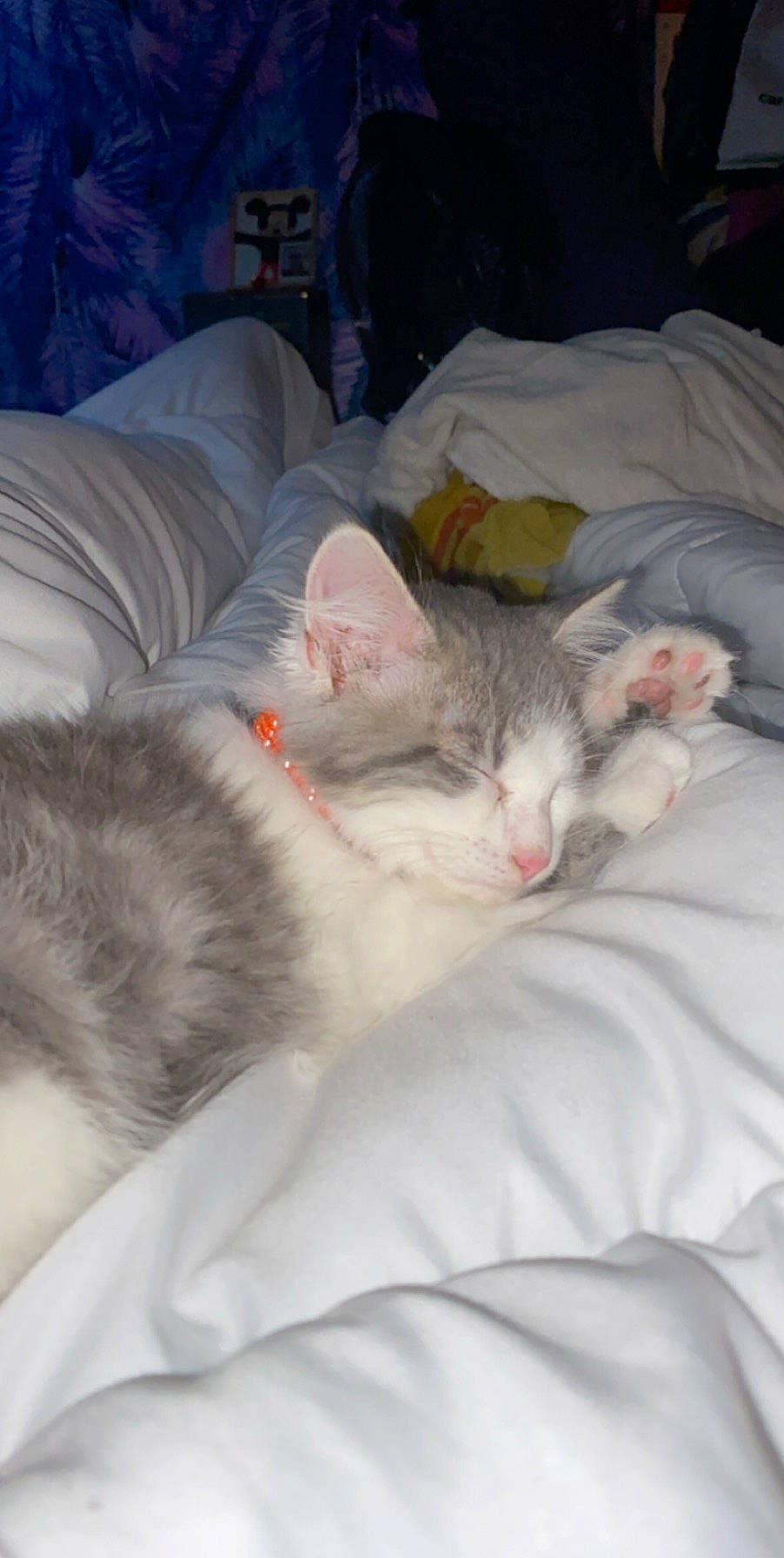 Peach participe au concours pour gagner de l'argent avec cette photo : aegean_cat, american_shorthair, asian, burmilla, carnivore, cat, domestic_short_haired_cat, european_shorthair, fawn, felidae, kitten, nap, singapura, sleep, small_to_medium_sized_cats, turkish_angora, whiskers