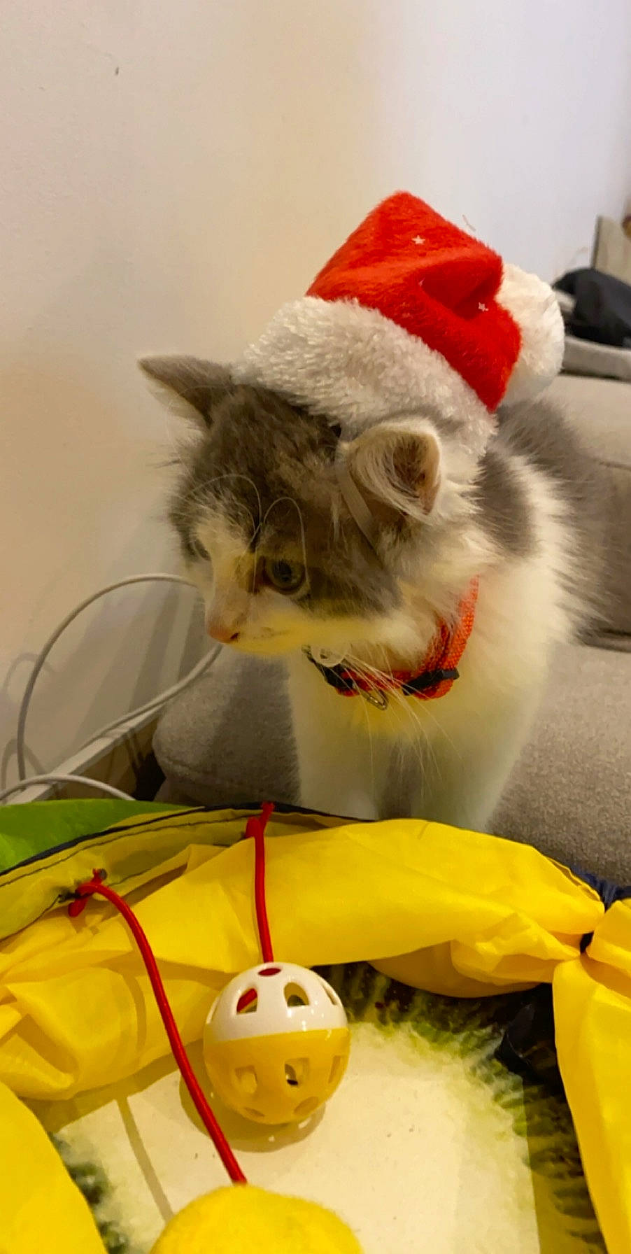 Peach participe au concours pour gagner de l'argent avec cette photo : carnivore, cat, domestic_short_haired_cat, felidae, kitten, persian, small_to_medium_sized_cats, snout, whiskers