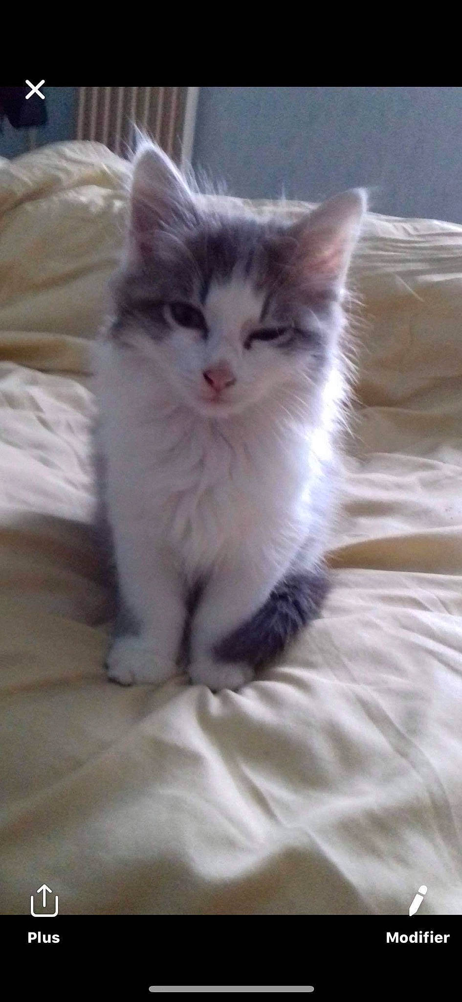 Peach participe au concours pour gagner de l'argent avec cette photo : aegean_cat, asian, asian_semi_longhair, british_semi_longhair, carnivore, cat, domestic_long_haired_cat, domestic_short_haired_cat, felidae, kitten, maine_coon, mammal, norwegian_forest_cat, ragamuffin, ragdoll, siberian, small_to_medium_sized_cats, turkish_angora, vertebrate, whiskers