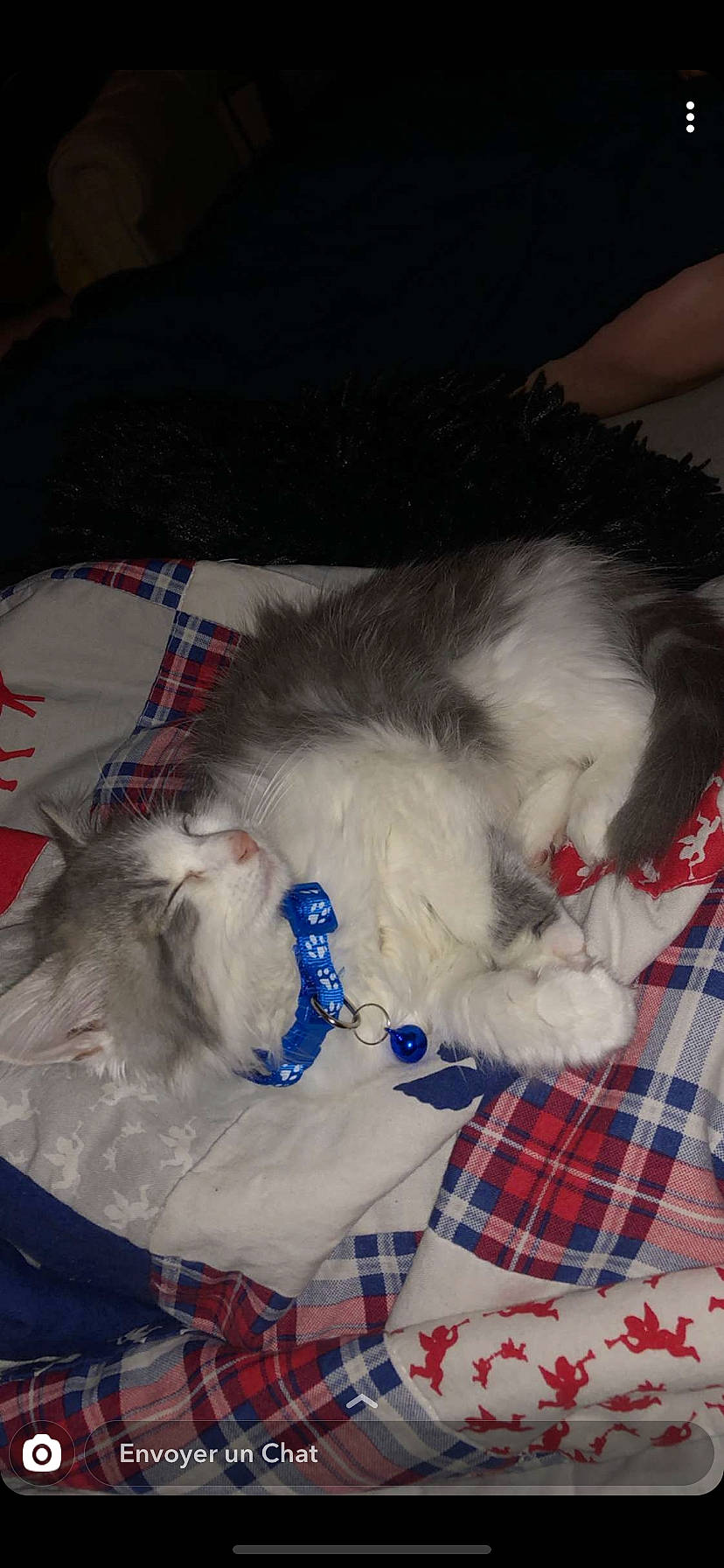 Peach a rejoint le concours — aidez-le/la à gagner de superbes lots ! canidae, carnivore, cat, dog_breed, domestic_long_haired_cat, felidae, fur, kitten, persian, ragdoll, small_to_medium_sized_cats, whiskers