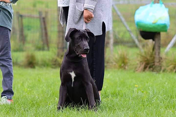 Saphyre a rejoint le concours — aidez-le/la à gagner de superbes lots ! animal_sports, bag, canidae, carnivore, companion_dog, dog, dog_breed, dog_collar, dog_walking, gesture, grass, guard_dog, gun_dog, lawn, leash, luggage_and_bags, plant, sporting_group, sports, working_animal