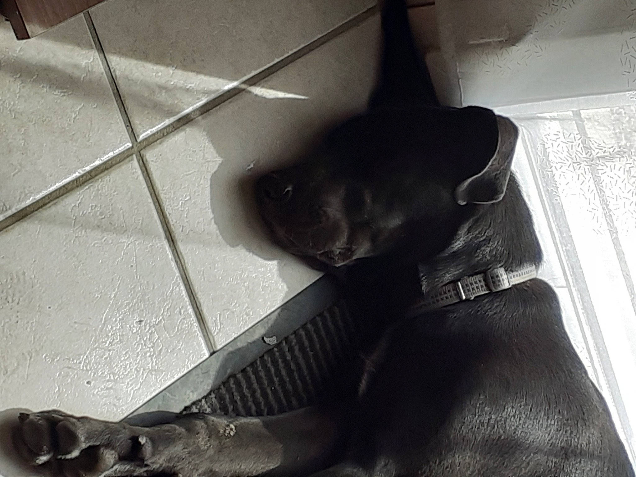 Saphyre participe au concours pour gagner de l'argent avec cette photo : black, black_and_white, carnivore, companion_dog, dog, dog_breed, dog_collar, fawn, felidae, flooring, grey, human_leg, monochrome, personal_protective_equipment, small_to_medium_sized_cats, snout, tail, tints_and_shades, whiskers, wood