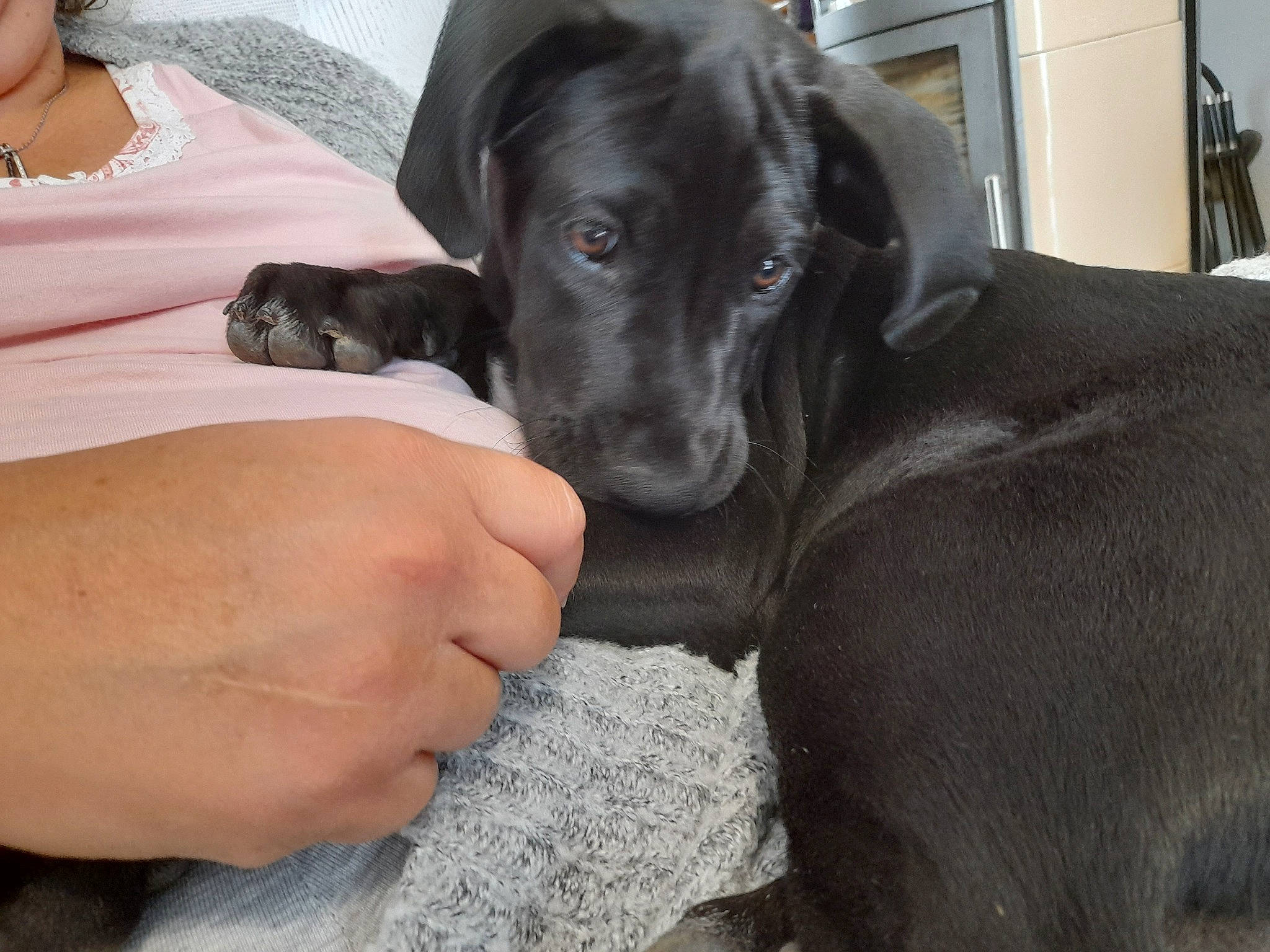 Saphyre a rejoint le concours — aidez-le/la à gagner de superbes lots ! borador, canidae, carnivore, collar, companion_dog, dog, dog_breed, dog_collar, event, fawn, fur, gesture, gun_dog, jewellery, liver, necklace, retriever, snout, sporting_group, working_animal