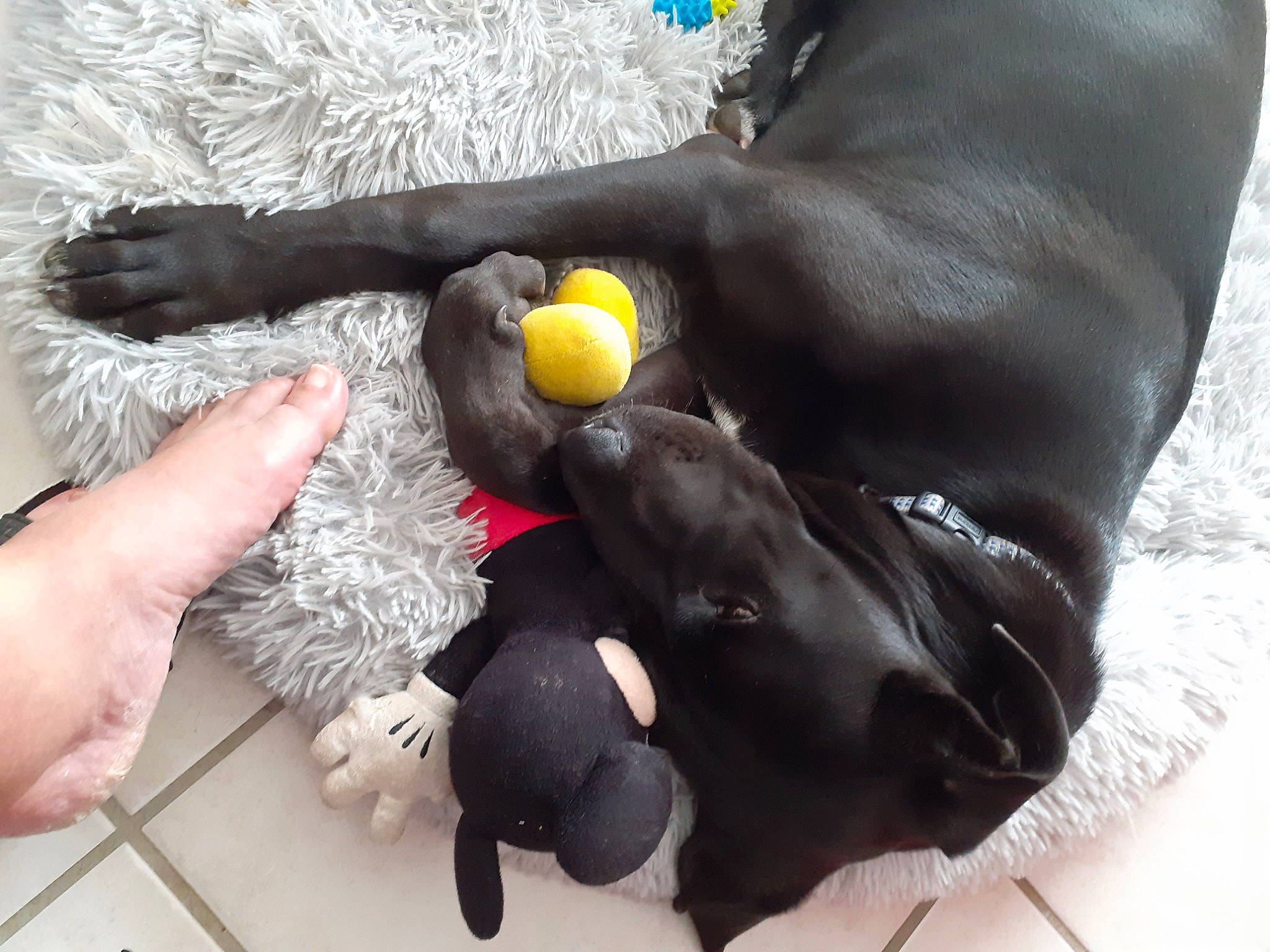 Saphyre a rejoint le concours — aidez-le/la à gagner de superbes lots ! barefoot, canidae, carnivore, comfort, companion_dog, dog, dog_breed, finger, foot, gesture, human_leg, nail, paw, snout, sporting_group, tail, thumb, toe, working_animal, wrist