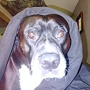Leeroy James joined the competition — help win amazing prizes! dog, pet, animal, portrait, close_up, blanket, wrapped, brown_fur, white_markings, floppy_ears, wide_eyes, nose, whiskers, indoor, home, furniture, couch, wall, flash_photography, funny