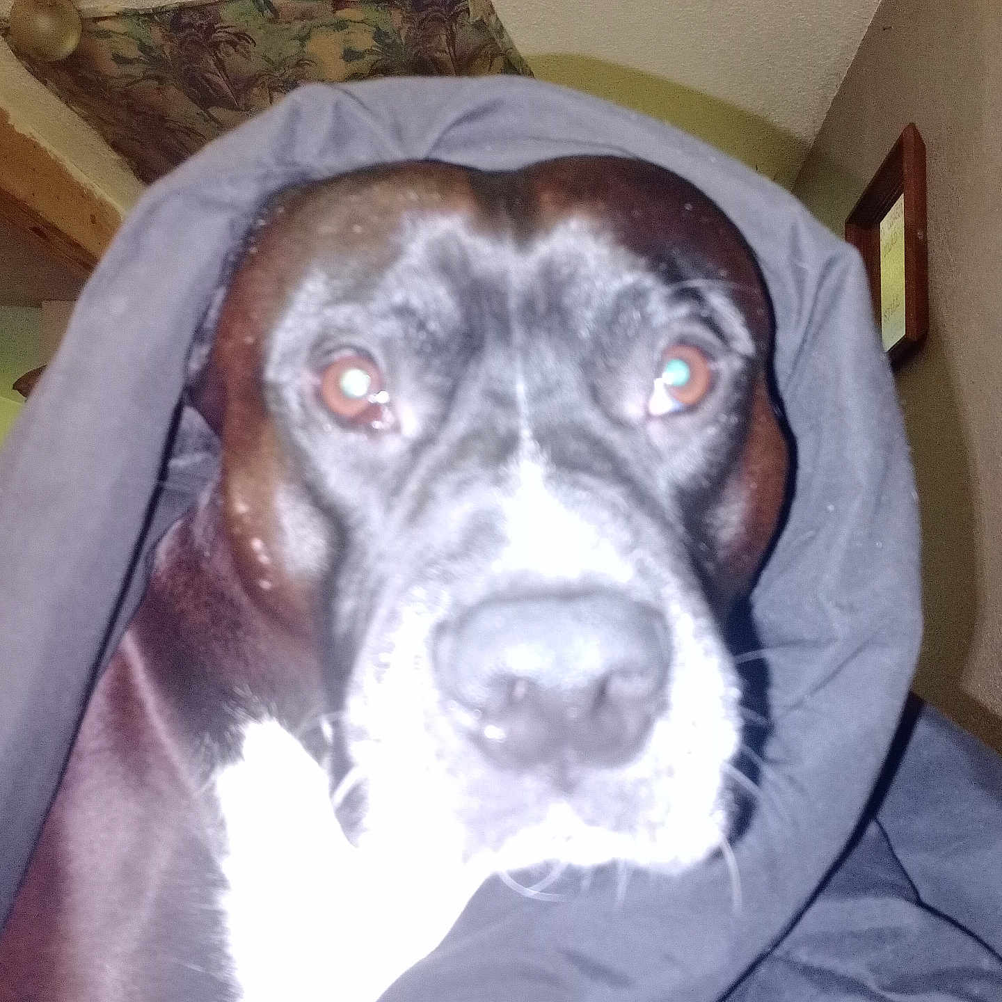 Leeroy James joined the competition — help win amazing prizes! dog, pet, animal, portrait, close_up, blanket, wrapped, brown_fur, white_markings, floppy_ears, wide_eyes, nose, whiskers, indoor, home, furniture, couch, wall, flash_photography, funny
