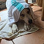 animal, basket, brown, close_up, cozy, dog, floor, fur, indoor, laying_down, looking_up, paws, pet, relaxed, resting, tile, towel, wet, white, wooden_furniture